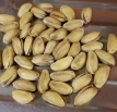 Antep Fıstığı (Kavrulmuş, Az Tuzlu)